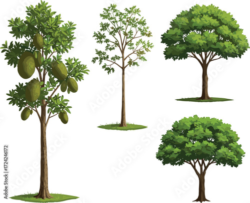 Jackfruit tree with green fruits, sparse foliage tree, dense leafy deciduous tree, and compact canopy tree illustration, botanical vegetation design landscape
