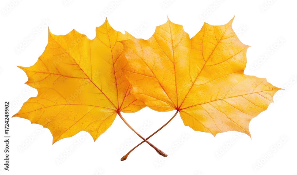 Obraz premium Two vibrant yellow autumn maple leaves with crossed stems, a beautiful symbol of the fall season, Isolated on Transparent and White Background