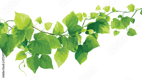 Lush Green Vine with Abundant Leaves Close-up for Design Projects