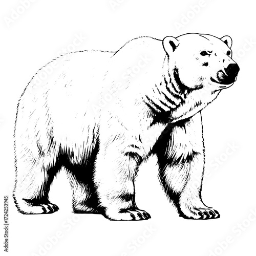 Polar bear walking, black and white sketch. Vector illustration. North Pole predator isolated on white background. Concept of strength, power of wild animal and exploration of Arctic