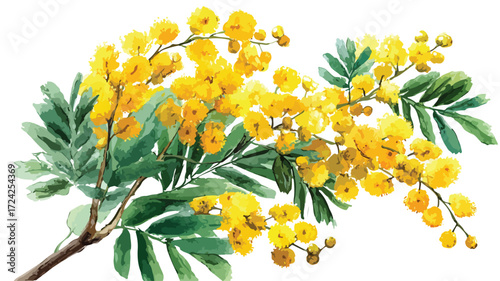 Vibrant Hand Drawn Watercolor Mimosa Plant Wildflowers Illustration