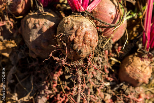 red beets with root knot nematodes