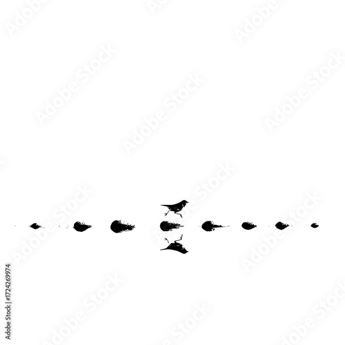 A bird standing on a drop with its reflection and other drops in a row in black and white minimalistic style