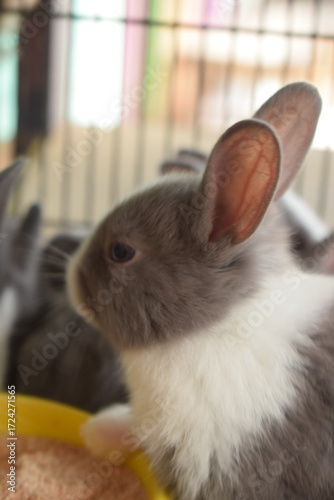 Photo of a group of cute rabbits.