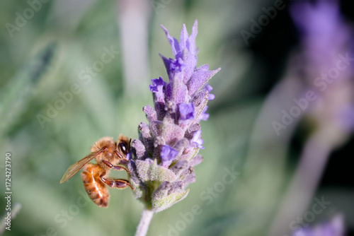 Honey bee pollinating purple lavender flower in summer