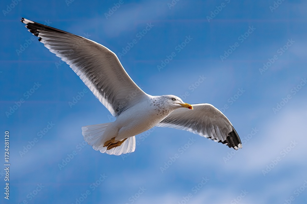 Fototapeta premium A seagull soaring in a vibrant blue sky (2)