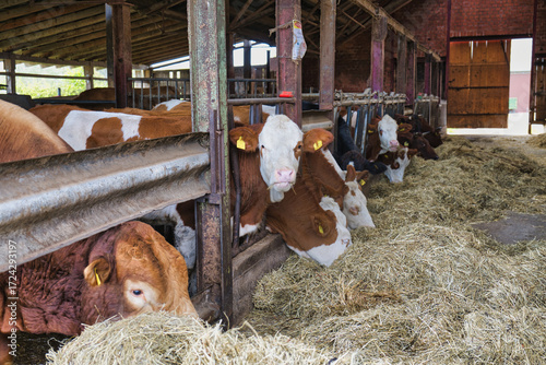 Group of brown and white bulls feeding on hay inside barn stable on cattle farm