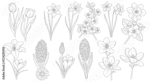 Elegant floral assortment featuring spring blossoms like tulips, daffodils, and hyacinths, perfect for delicate botanical illustrations or springtime creative designs