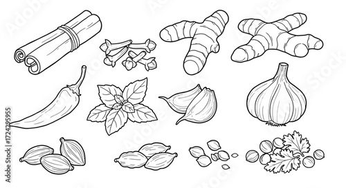 Culinary spice collection for cooking inspiration and flavoring design projects featuring cinnamon, cloves, ginger, garlic, herbs, cardamom, and cilantro
