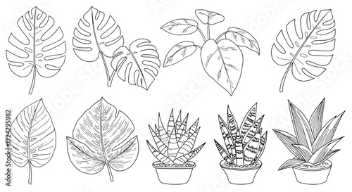 Botanical line art featuring monstera leaves, philodendron, and succulents, perfect for modern interiors, minimalist designs, and elegant nature-inspired projects