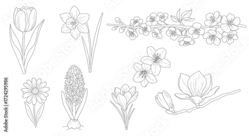 Delicate floral outlines featuring spring blossoms like tulips, daffodils, cherry blossoms, and hyacinths perfect for elegant designs and botanical projects