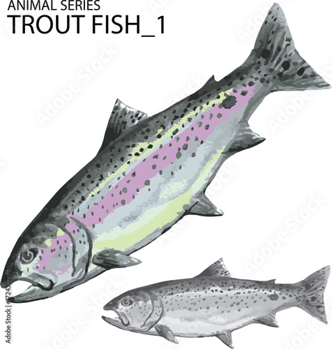 vector illustration of fish trout 1