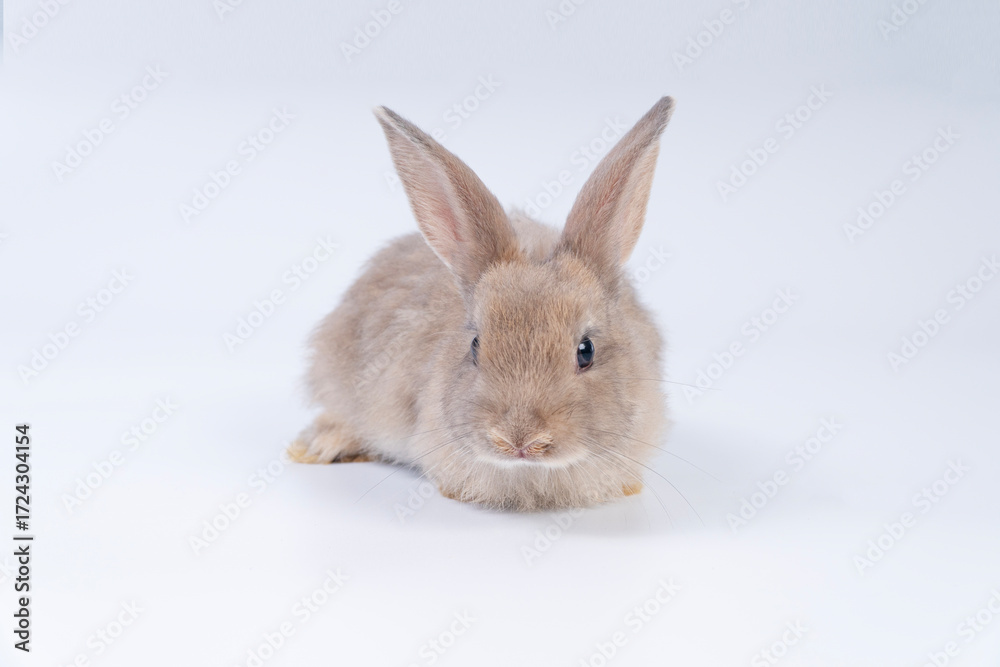 Fototapeta premium Adorable newborn baby rabbit bunnies brown looking at something sitting over isolated white background. Puppy lovely furry brown bunny ears rabbit playful with copy space. Easter bunny animal concept.