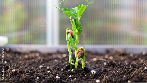 Time lapse footage of a pea seedling growing out of the fertile dark soil into a small plant