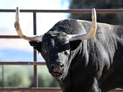 a strong black bull in the spanish cattle raising