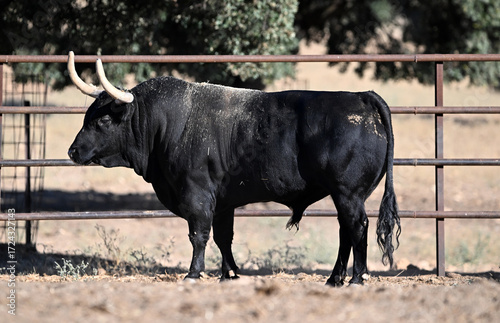 spanish bull in the cattle raising