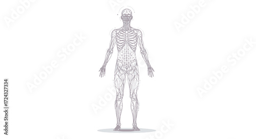 Anatomical illustration of the human muscular and skeletal systems, showing the intricate network of muscles and bones throughout the body.