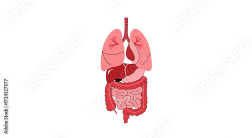 Anatomical illustration of major human internal organs, including lungs, heart, liver, stomach, and intestines.