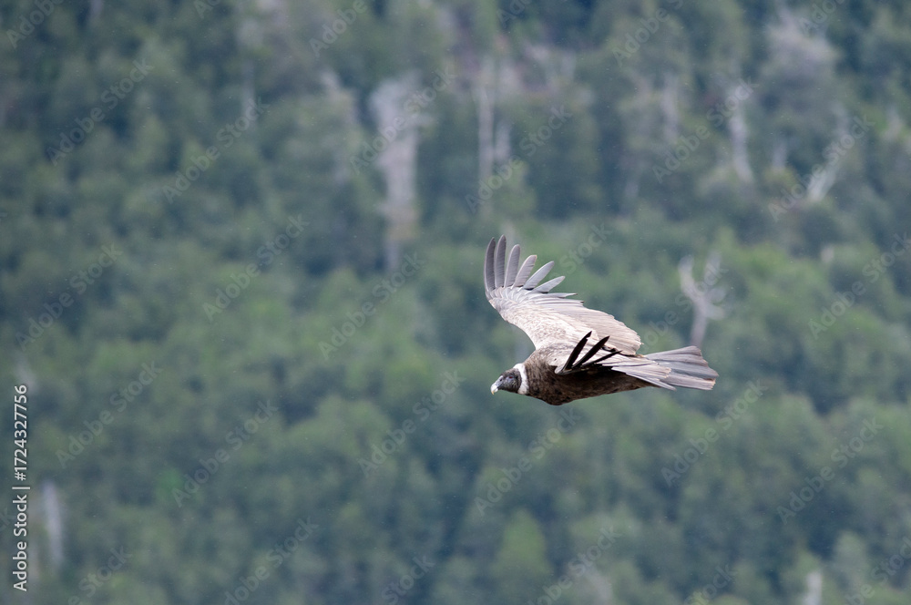 Obraz premium Andean Condor Flying Over The Andes Mountain Range, San Carlos de Bariloche, Patagonia, Argentina. 