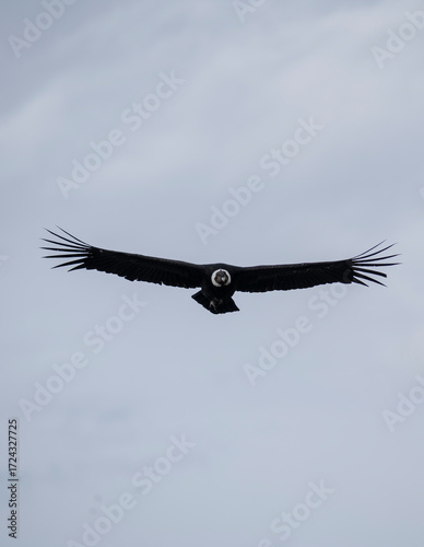 Close-up of an Andean Condor flying freely through the skies of the Argentine Andes in Patagonia.