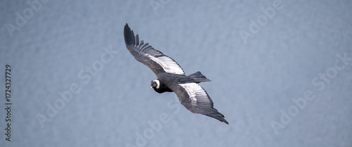 Close-up of an Andean Condor flying freely through the skies of the Argentine Andes in Patagonia.