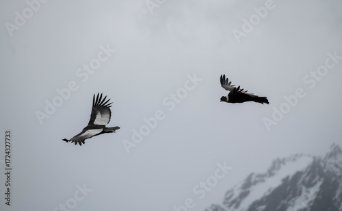 Pair of Condors flying freely in the skies of the Andes Mountains.