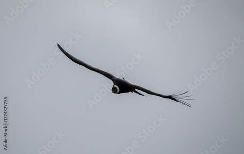 Close-up of an Andean Condor flying freely through the skies of the Argentine Andes in Patagonia.