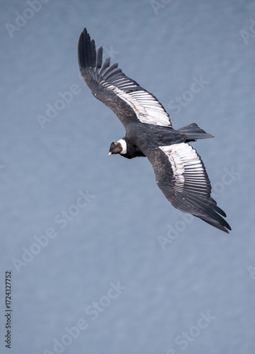 Close-up of an Andean Condor flying freely through the skies of the Argentine Andes in Patagonia.