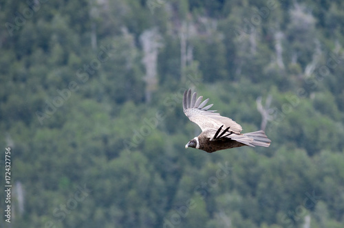 Andean Condor Flying Over The Andes Mountain Range, San Carlos de Bariloche, Patagonia, Argentina. 