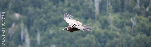 A large Andean Condor flying freely through the skies of Argentine Patagonia.