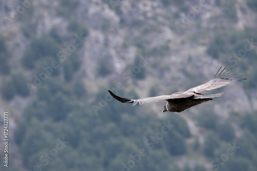 
Andean Condor flying freely through the skies, lakes and mountains of Southern Argentina, Patagonia, and the Andes Mountains.