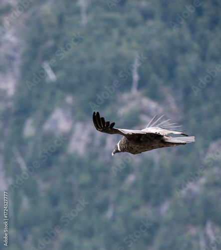Andean Condor Flying Over The Andes Mountain Range, San Carlos de Bariloche, Patagonia, Argentina. 