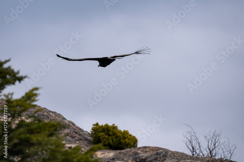 Andean Condor Flying Over The Andes Mountain Range, San Carlos de Bariloche, Patagonia, Argentina. 