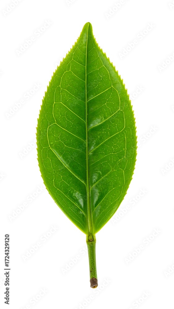 Obraz premium Close-up of a vibrant green tea leaf