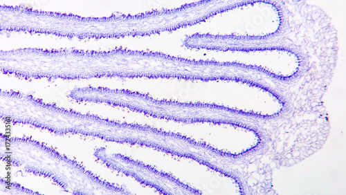 Gill of fungi (Agaricus sp.) under the microscope showing basidium and basidiospores
