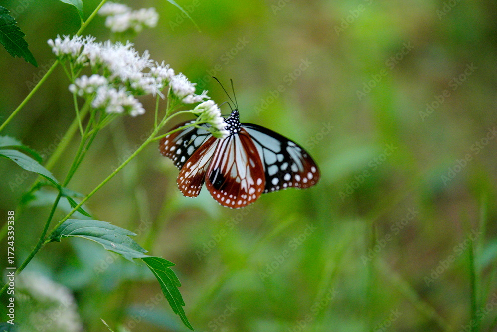 Naklejka premium アサギマダラとフジバカマ