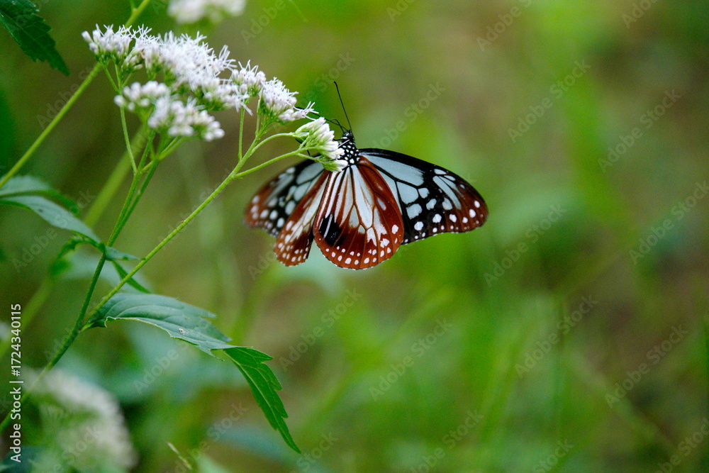 Obraz premium アサギマダラとフジバカマ