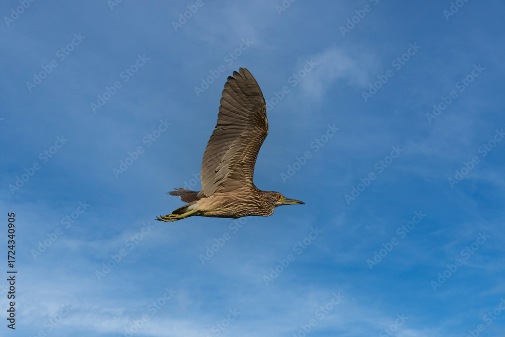 Obraz premium A young immature Black-crowned Night Heron bird in flight with wings spread