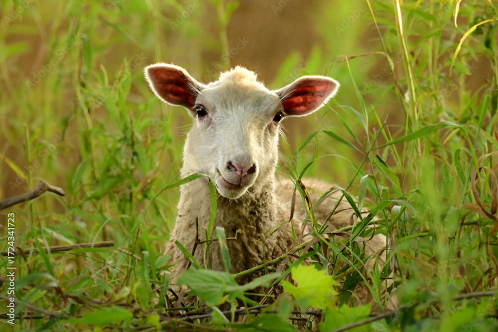 Obraz premium A sheep looking through tall grass as it grazes in a lush pasture