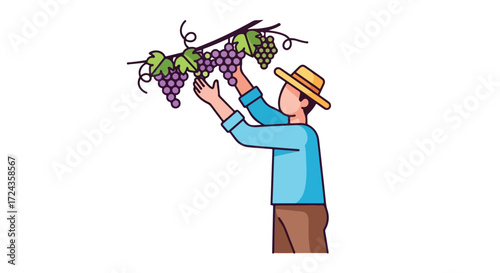 Illustration of a grape harvester in a vineyard, picking ripe grapes with a straw hat on a sunny day, conveying a sense of agriculture and farming
