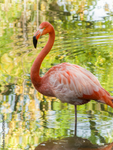 Single pink flamingo standing in calm water with reflection