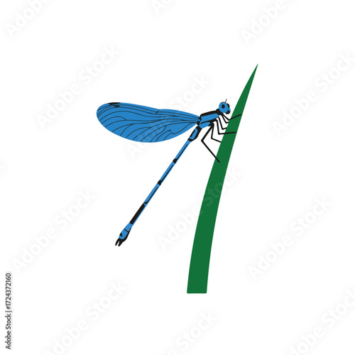 Blue damselfly clinging to a green blade of grass on a white background