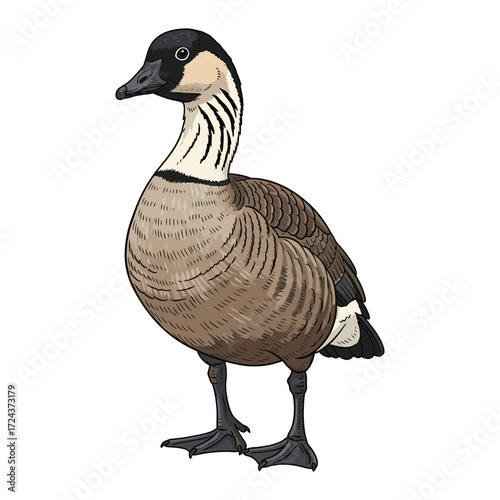 Vector Illustration of a Canadian Goose in Realistic Style with Natural Colors and Detailed Feathers for Wildlife and Nature Design