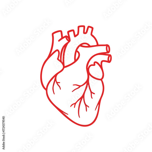 Anatomical Human Heart Drawing. Vibrant red outline artwork depicting the essential internal organ. Symbolizing life, deep affection, and medical wellness.