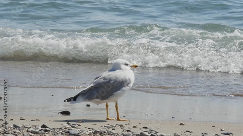 A simple yet captivating video of a seagull on a sunlit beach. The focus is on the bird, with the background consisting of the peaceful ocean and a natural shoreline.