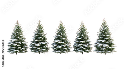 Five snow covered pine trees isolated on transparent background