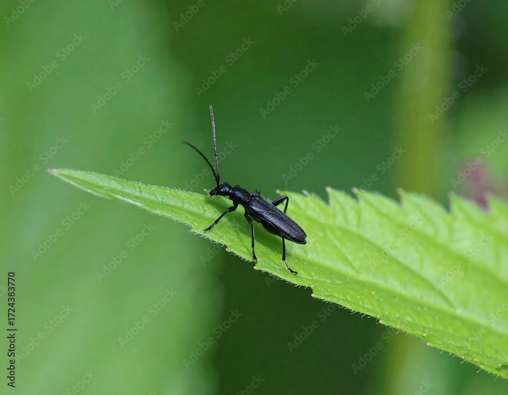 Naklejka premium Black beetle on green leaf