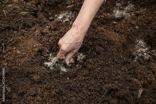 Wallpaper Mural Female farmer fertilizing soil with organic crystalline fertilizer. Gardening and farming. Torontodigital.ca