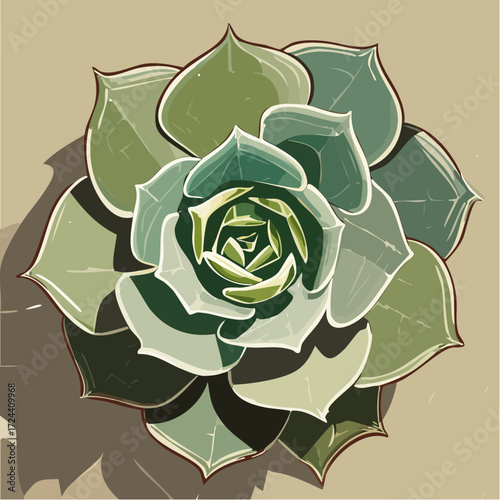solitary succulent centered on crisp white background; precise Bézier paths trace leaf edges and rosette form
