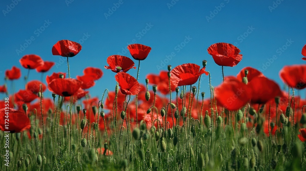 Obraz premium Vibrant red poppy field against a clear blue sky